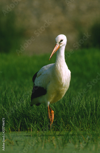 Canvastavla white stork, Ciconia ciconia, in search of food in a swampy meadow, close 371