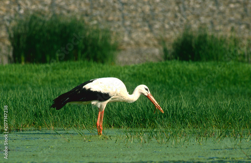 Bild auf Leinwand white stork, Ciconia ciconia, in search of food in a swampy meadow 375