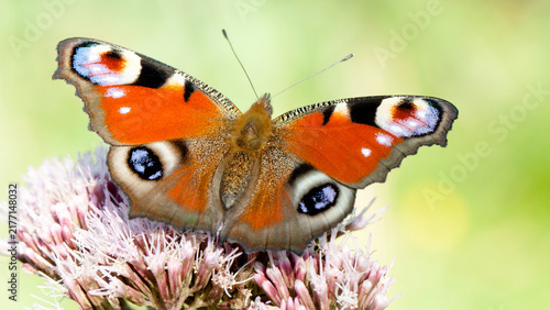 butterfly on a flower