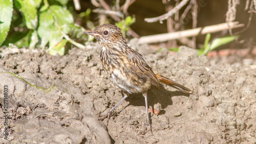 a small bird