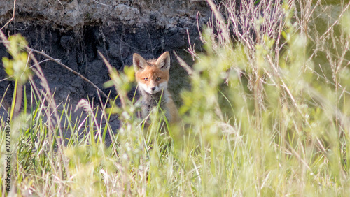 red fox vulpes