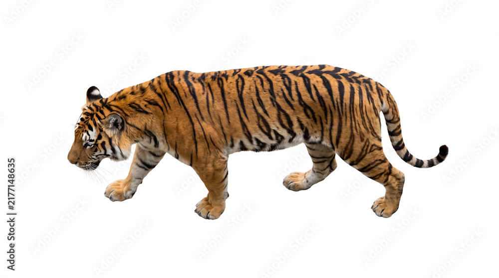 Fototapeta premium Bengal tiger walking side view isolated on transparent background