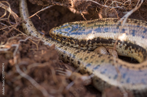Obraz na plátně The ocellated skink Chalcides ocellatus, Sicily, Italy