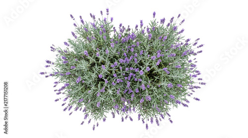 Lavender bush top view isolated on transparent background