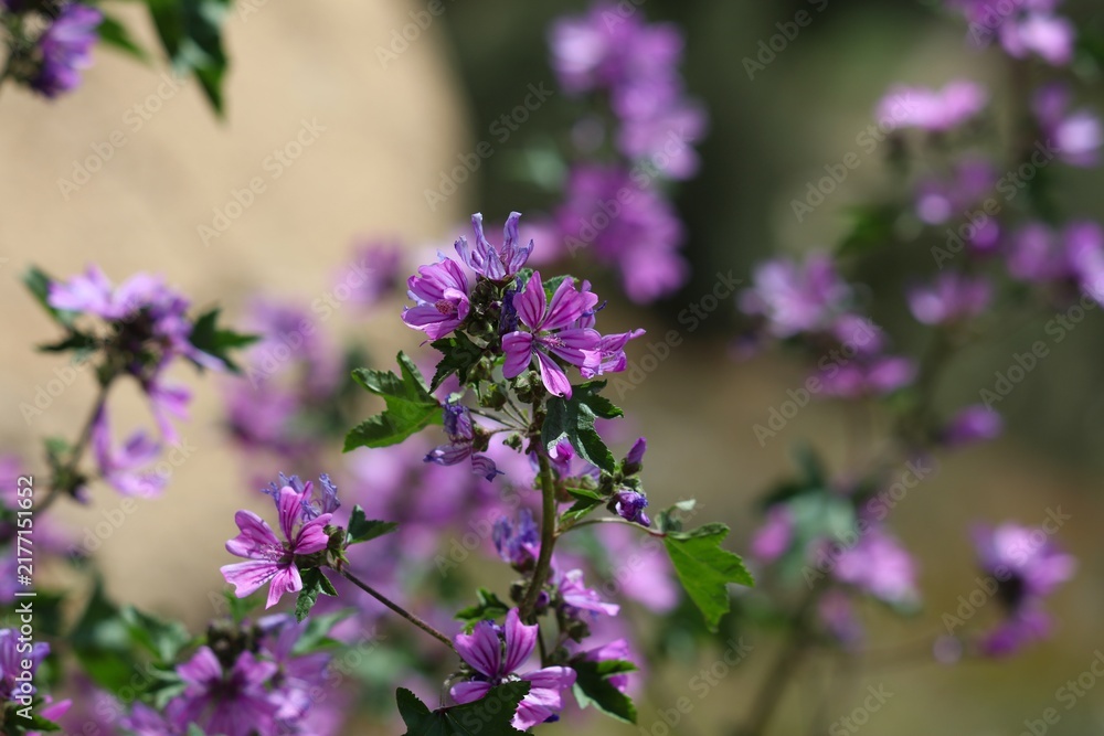 Obraz premium Spain nature in Alicante Province. Wildflower plant species: common mallow (Malva sylvestris).