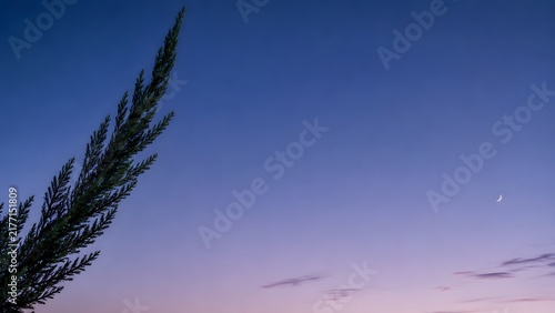 Minimalist composition of a single dark green cypress branch against clear blue sky