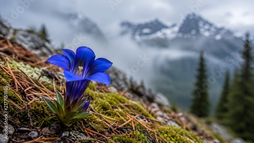 Vibrant blue alpine gentian flower blooming in foreground with misty mountain peaks background