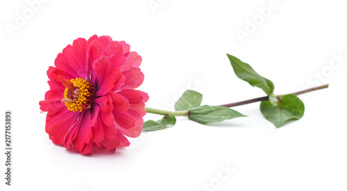 Pink zinnia flower on stem isolated on a white background.