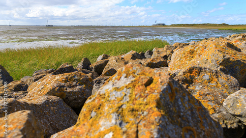 Obraz na płótnie Fine art image with big boulders of the Wadden sea dike covered in beautiful yel