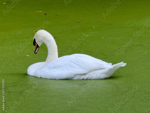 A beautiful Mute Swan (Cygnus olor) resting on an algae covered quiet pool. 