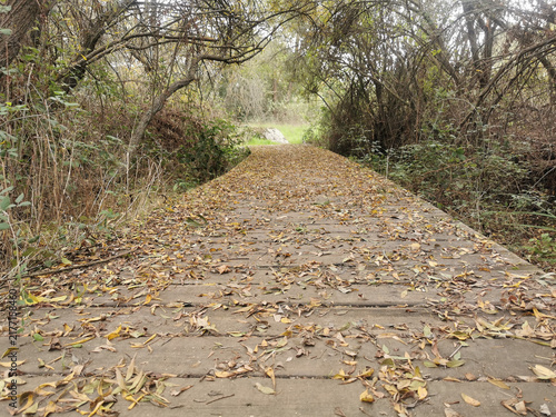 beautiful path covered with leaves in the middle of a forest
