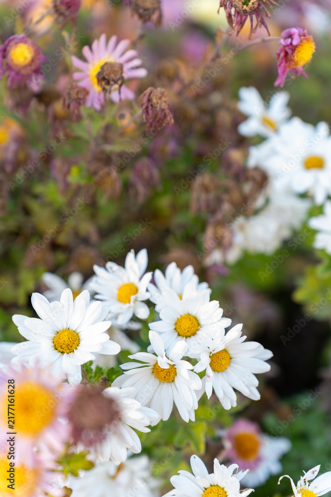 Obraz premium Beautiful white chrysanthemum flowers on green background.