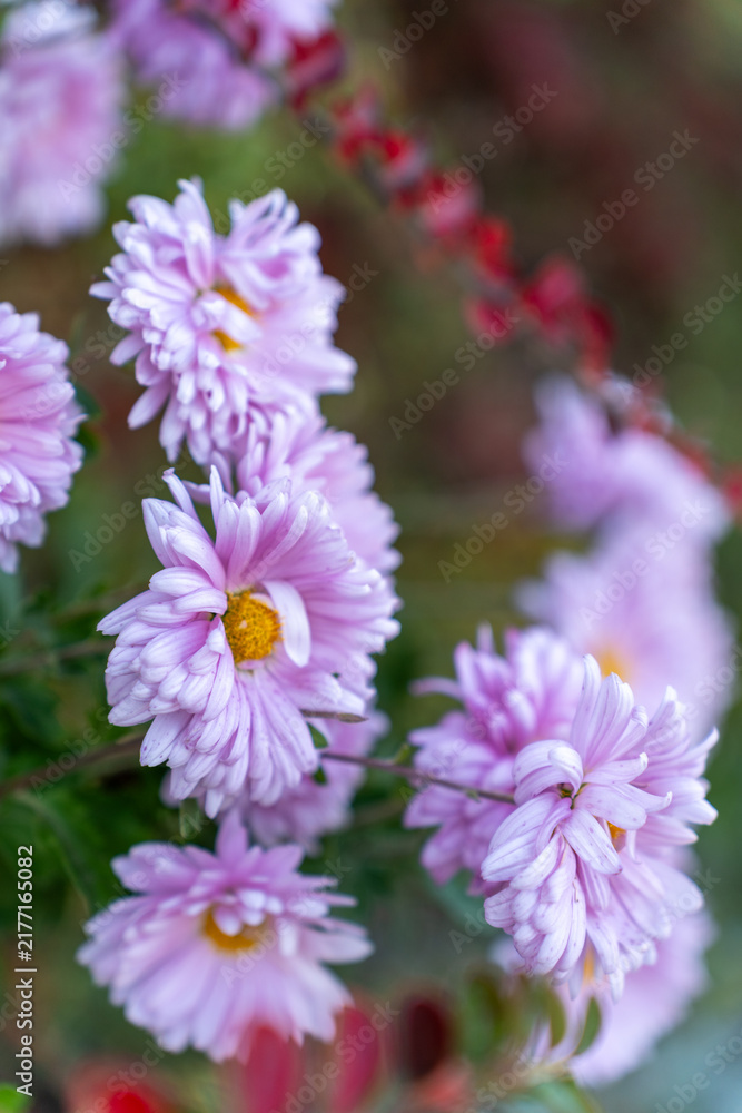 Fototapeta premium Beautiful lilac chrysanthemum flowers on green background.