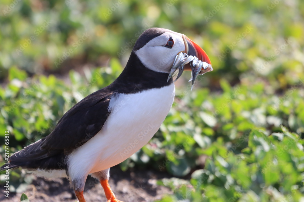 Obraz premium Puffin carrying sand eels, Northumberland