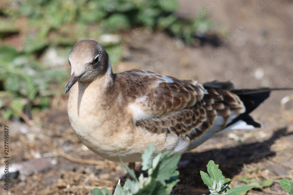 Fototapeta premium Juvenile black-headed gull on the ground
