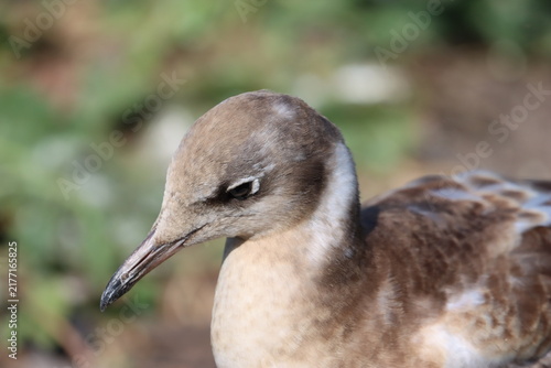 Принти на полотні Juvenile black-headed gull on the ground