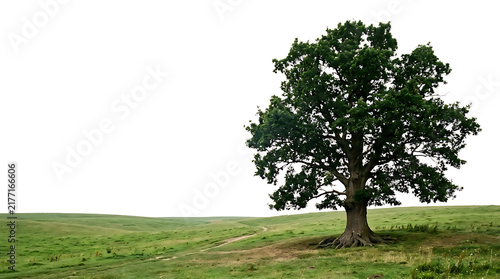 Lone green oak tree standing in a grassy field meadow against a white sky