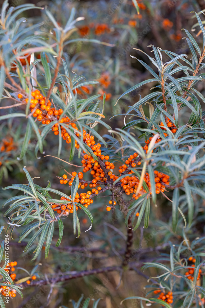 Fototapeta premium Sea buckthorn berries growing on shrub in autumn