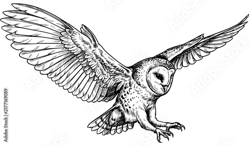 Foto Dynamic Flying Barn Owl Black Ink Line Art Bird Vector Illustration