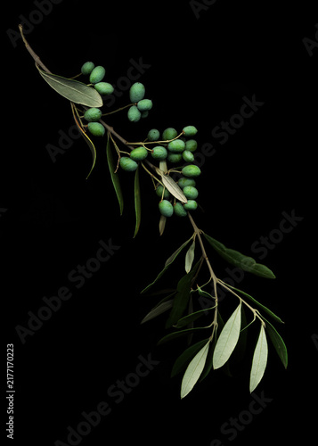 Ramo d'ulivo con olive verdi sfondo nero