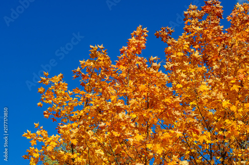 Golden autumn maple tree crown with bright yellow and orange foliage against clear blue sky. Colorful Norway maple leaves background with copy space.
