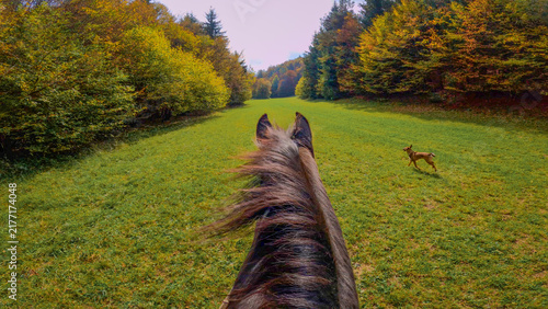 Cuadro en lienzo POV: Authentic perspective of riding a dark brown horse across lush green pasture