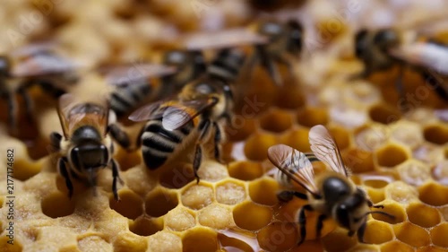 Honeybees Crawl Across Open Honeycomb Cells Inside a Warm Beehive