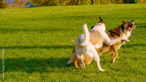 Fotografie White mixed breed dog jumps into a spirited play bout with brown companion on green grass