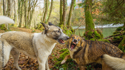 Photography Two energetic mixed breed dogs showing teeth and growling on a riverbank strewn with fallen autumn leaves