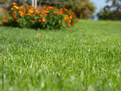 CLOSE UP, DOF, LOW ANGLE VIEW: Cut green grass in sharp sunlight, with soft orange autumn foliage blurred across the background. Warm seasonal bokeh and a peaceful garden atmosphere in the countryside