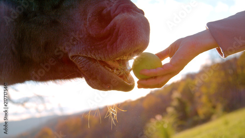 LENS FLARE, CLOSE UP, DOF: Brown horse gently taking an apple from hand as golden autumn backlight catches its muzzle and whiskers. Intimate countryside moment of bonding between human and animal.
