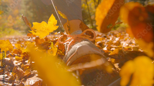 Canvas Print CLOSE UP, DOF, LOW ANGLE, LENS FLARE: Unrecognizable woman walks through forest carpeted with autumn leaves