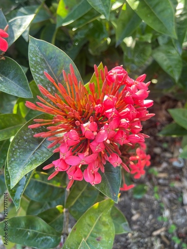 Red Ixora Flowers and Buds Surrounded by Green Tropical Foliage
