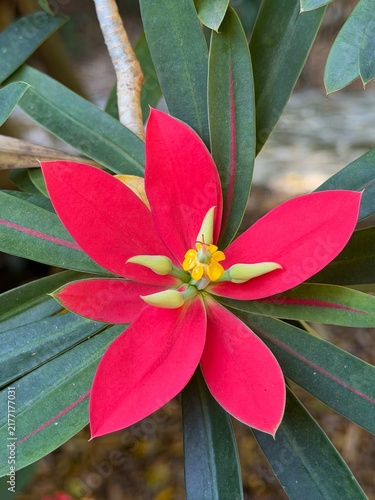 Vibrant Red Tropical Flower with Yellow Center and Green Leaves