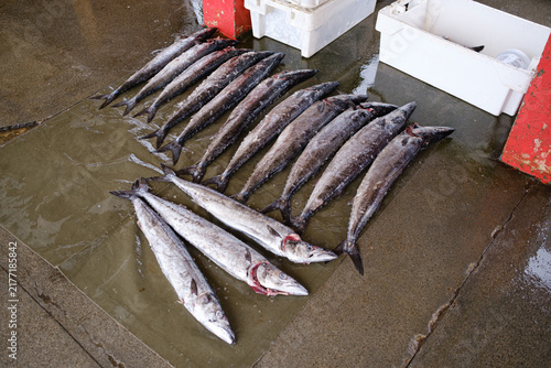 фотографія Fresh Snoek Fish Catch Laid Out on Wet Dock Floor