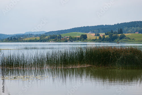 Lac de Saint-Point et grandes herbes dans le massif du Jura, près de Pontarlier (Doubs, France).