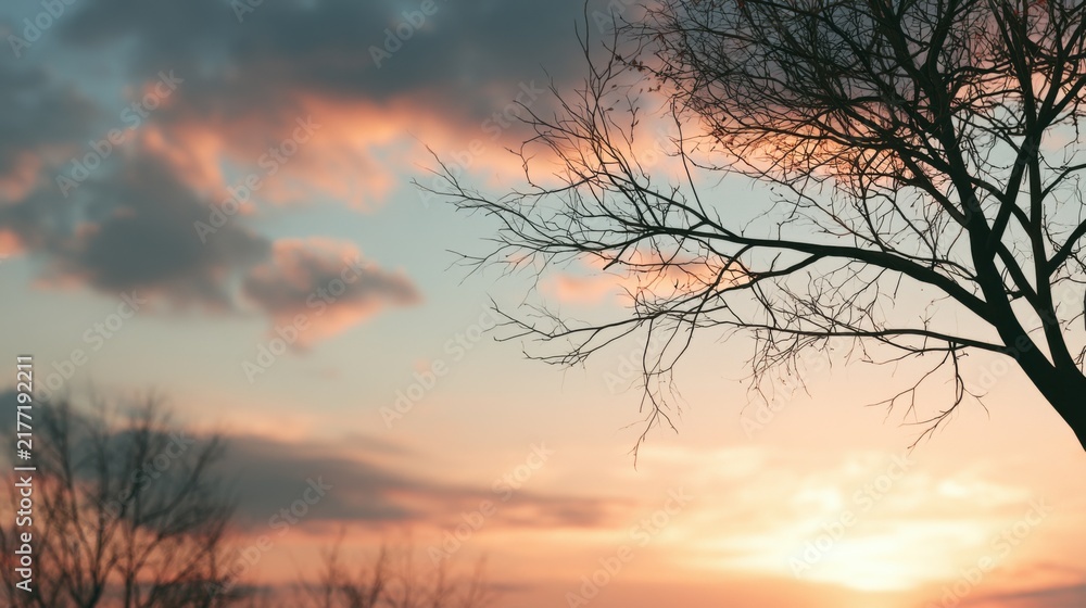 Fototapeta premium Tree silhouettes standing against a soft sunset sky creating a clean and elegant nature background. Perfect for commercial projects 