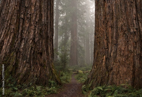 Giant redwood trees framing a misty forest path with lush green undergrowth and soft natural light