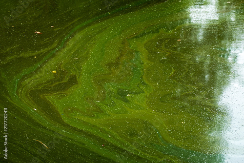 Bild auf Leinwand Algae in a stagnant lake