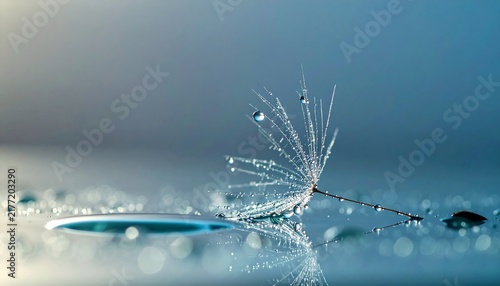 Delicate Dandelion Seed Resting Wet Surface Blue Light