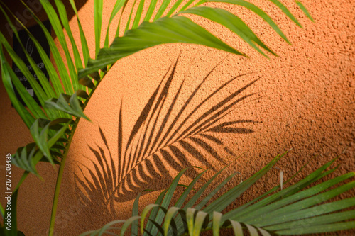 close up of palm tree