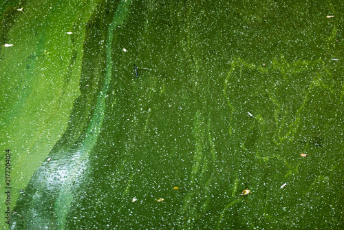 Bild auf Leinwand Algae in a stagnant lake