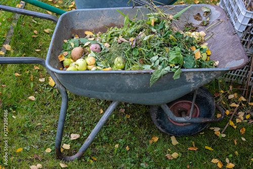 Wheelbarrow filled with garden waste, weeds and rotten apples on grass, autumn cleanup