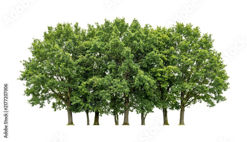 Принти на полотні Large green leafy tree cluster deciduous foliage forest plant nature landscaping