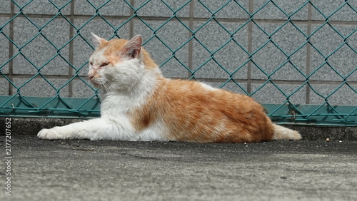 かわいい野良猫