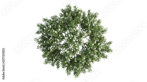 Flowering tree top view isolated on transparent background