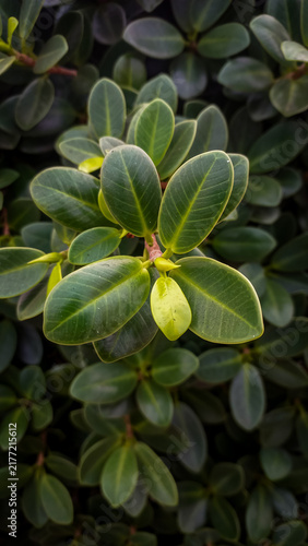 Cuadro en lienzo oval-shaped green leaves of a Ficus microcarpa (Chinese banyan or beringin) plant