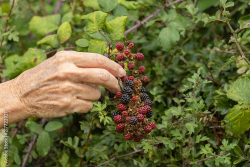 Close-up of a hand picking ripe blackberries from a countryside hedgerow, capturing seasonal foraging and the harvest of wild fruit.
