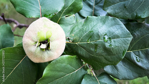 Horizontal closeup photograph of green quince fruit ripening on tree branch in orchard.Fuzzy textured fruit captured showcasing calyx, surrounded dense wet green foliage with water droplets after rain