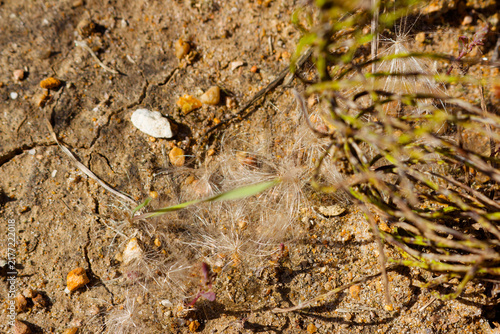 Fluffy white thistle seeds scattered on dry cracked ground, delicate feathery pappus resting on sun-baked soil near a small wild plant under warm natural daylight top-down view